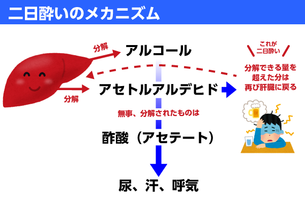 二日酔いのメカニズム